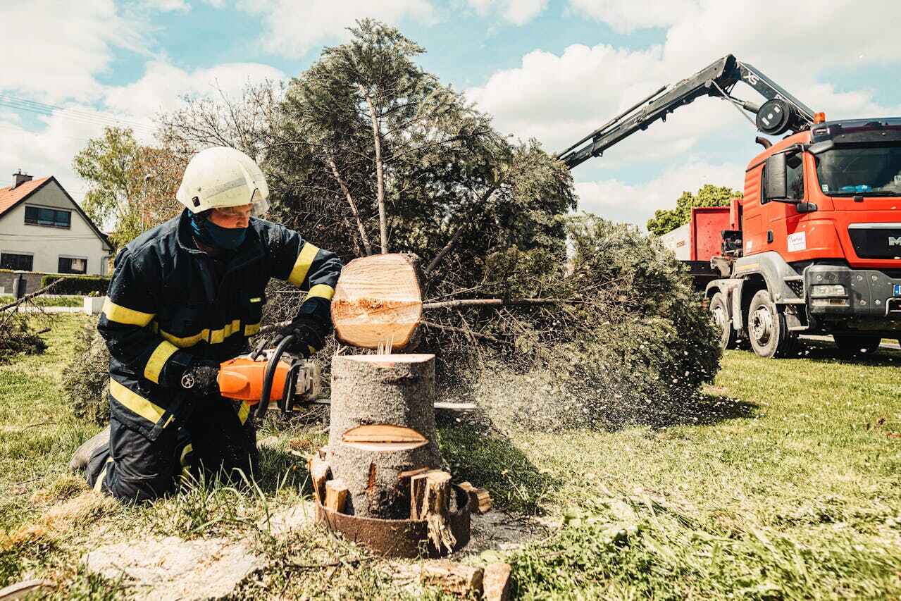 Best Affordable Tree Cutting  in USA